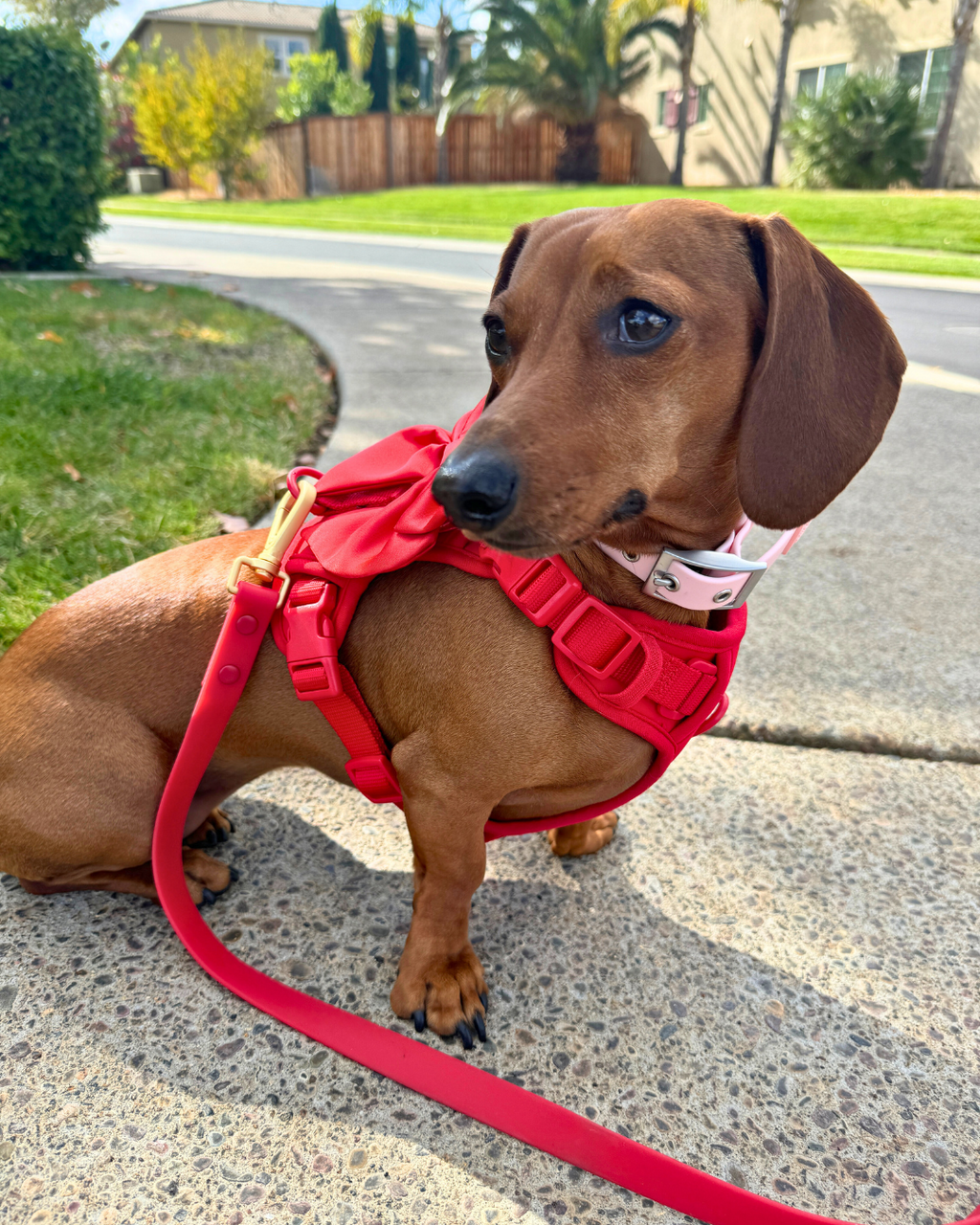 Wander! Bow Harness 2.0 - Cherry