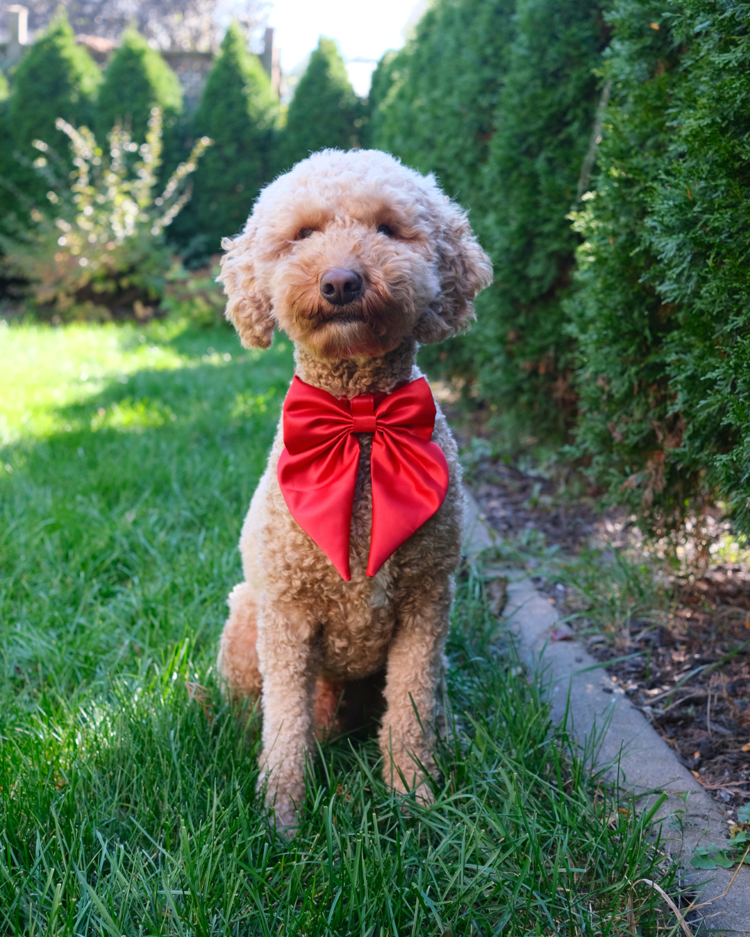 Satin Collar Bow - Cherry