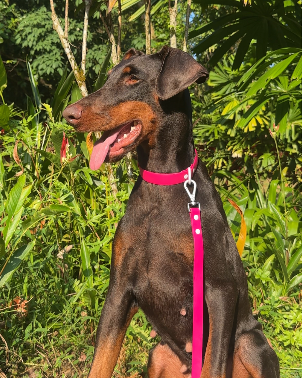 Wander! Multiway Leash - Bubblegum