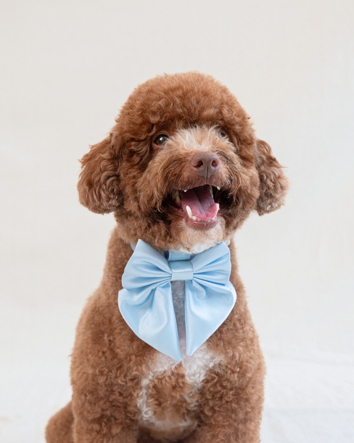 Satin Collar Bow - Sky