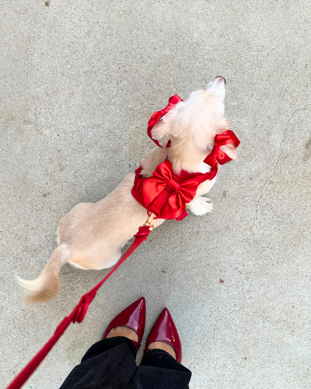 Wander! Bow Harness 2.0 - Cherry