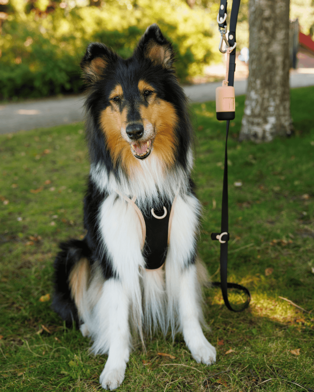 Wander! Multiway Leash -  Ballerina