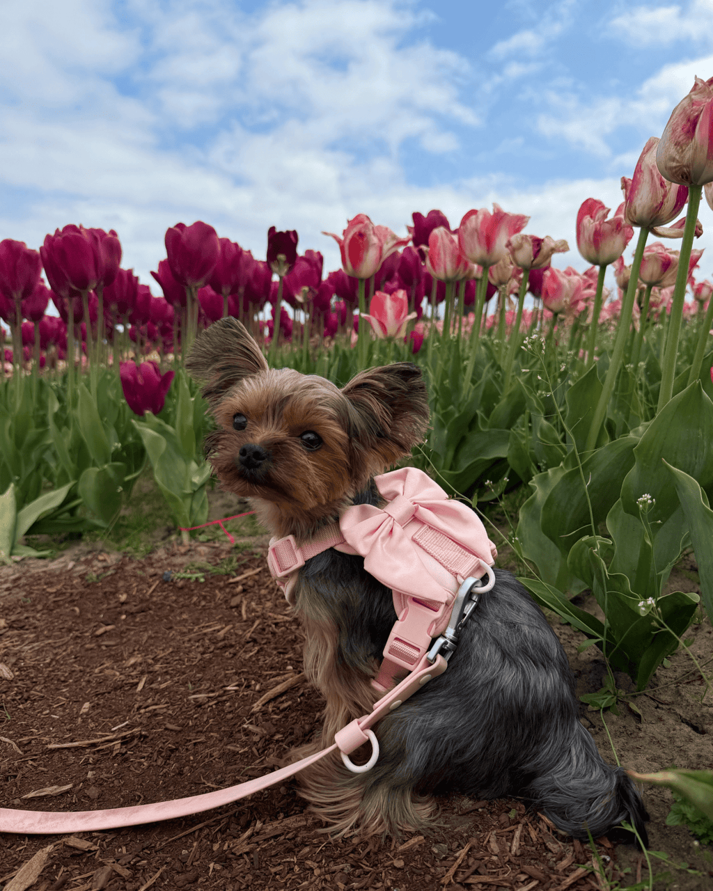 Wander! Bow Harness Blossom