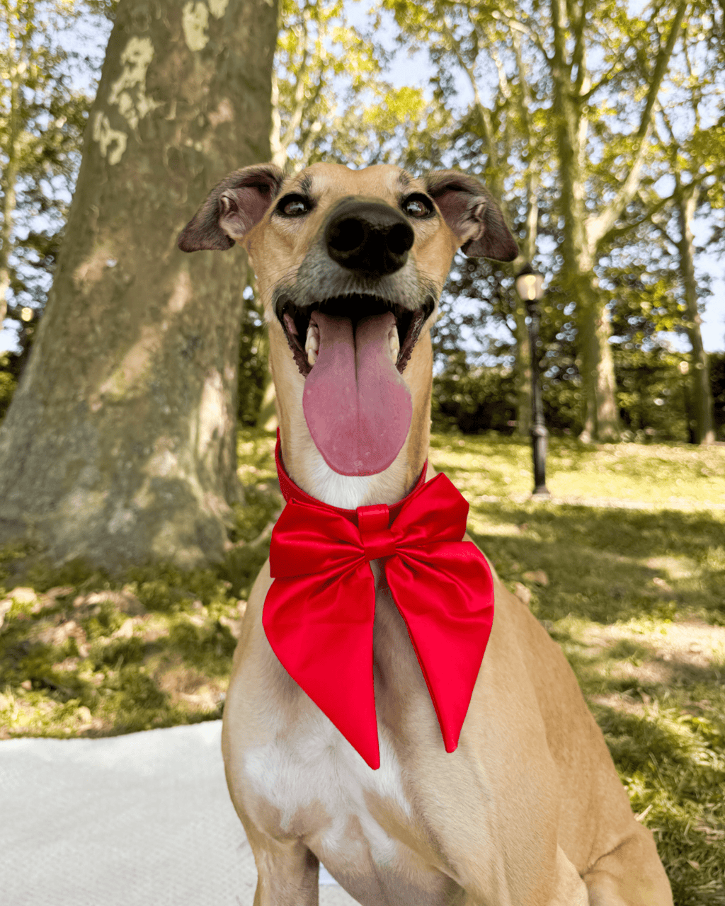 Satin Collar Bow - Cherry