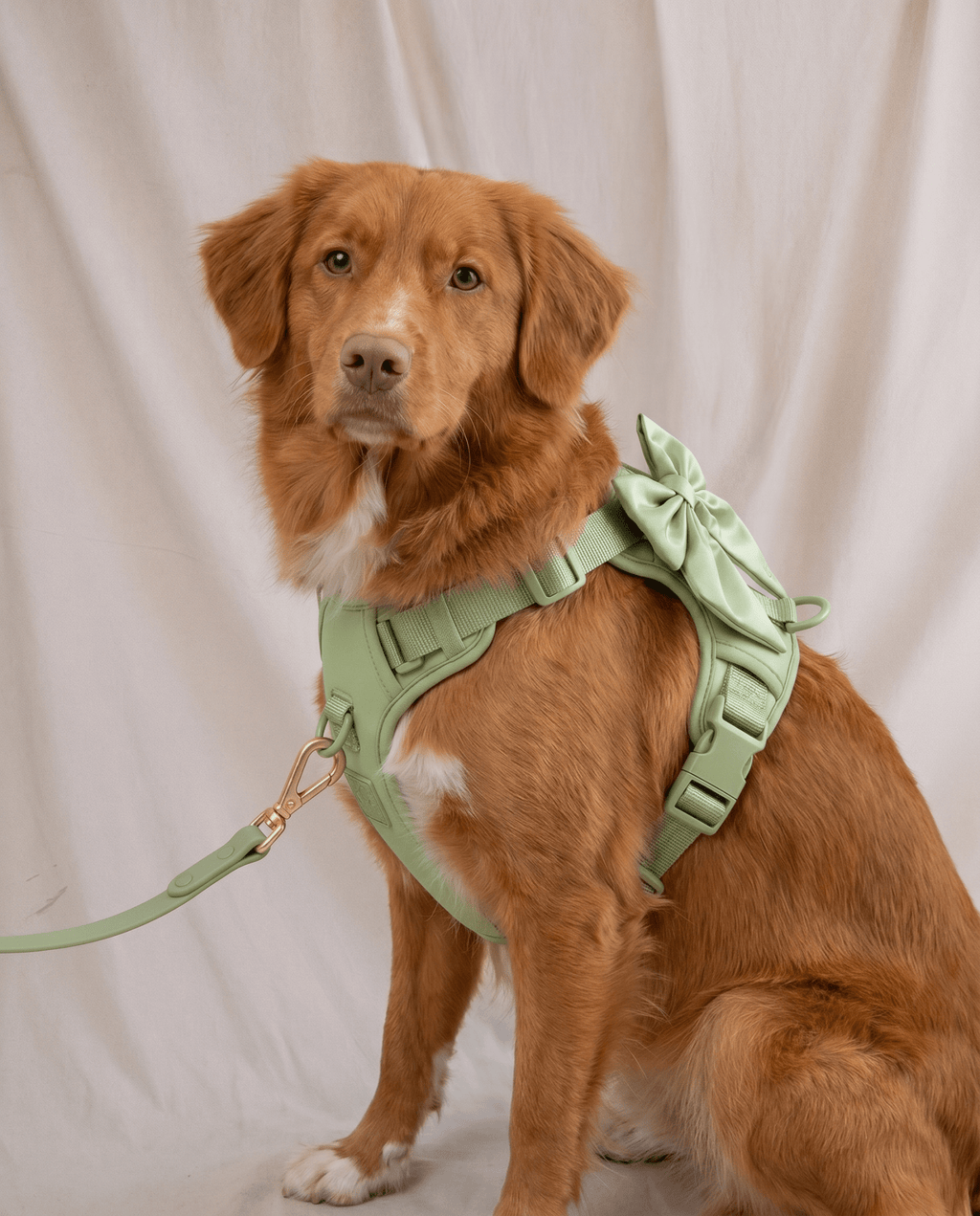 Wander! Bow Harness 2.0 - Matcha