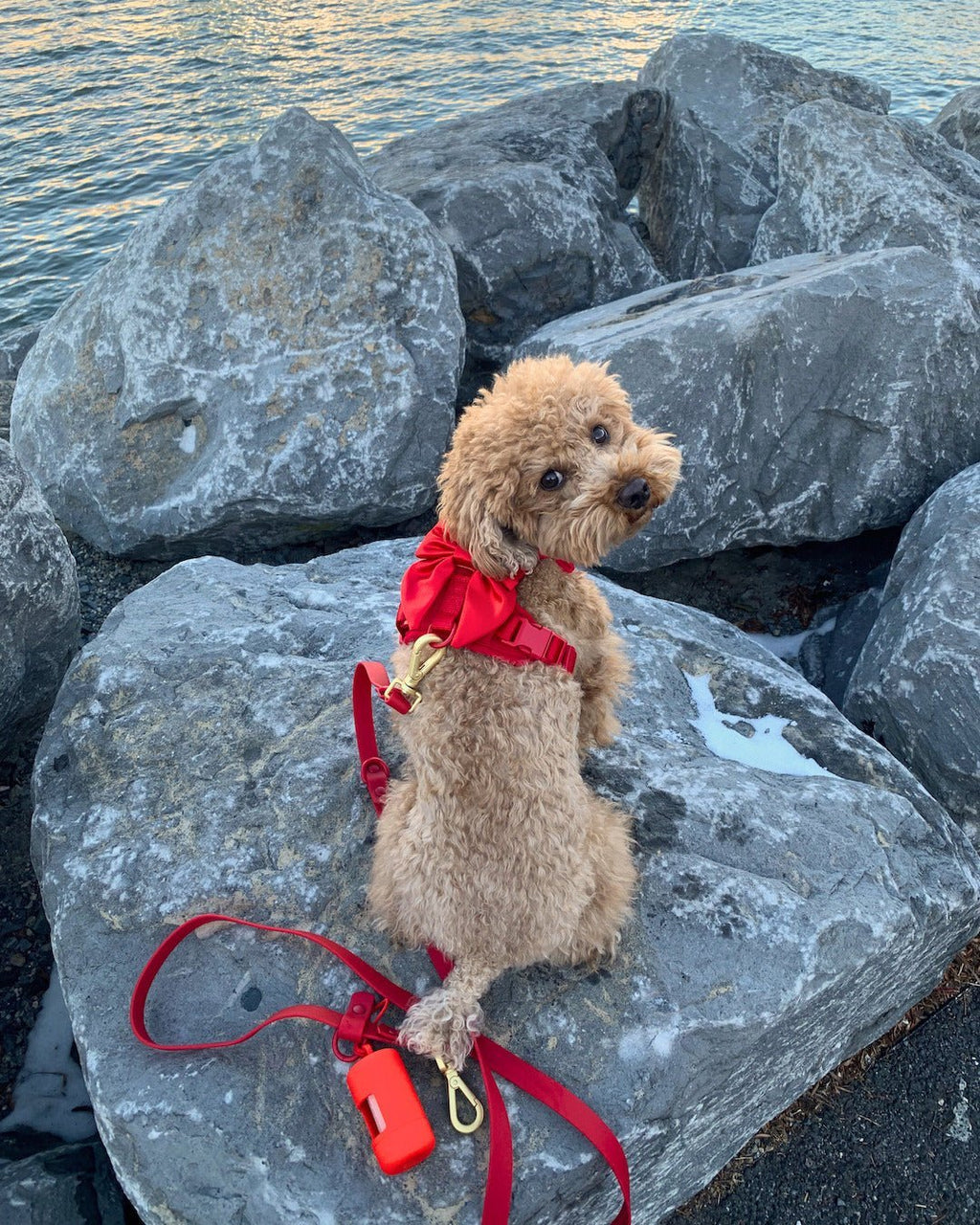 Wander! Bow Harness 2.0 - Cherry