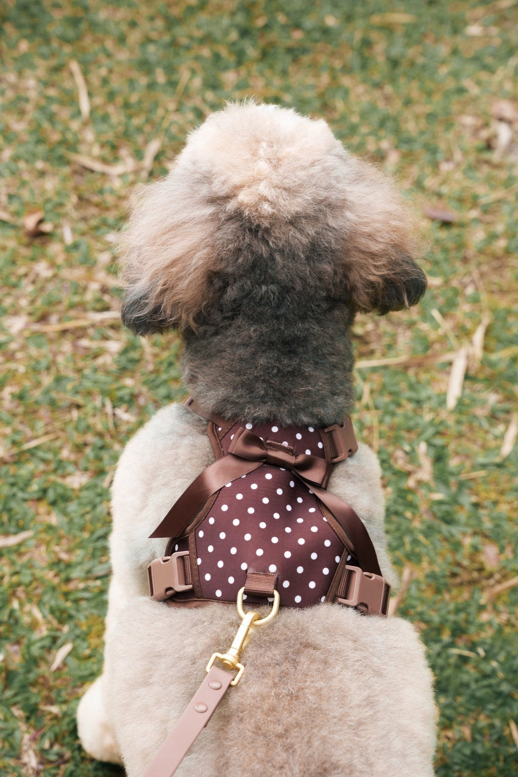 Wander! Bow Harness 2.0 - Cocoa Polka