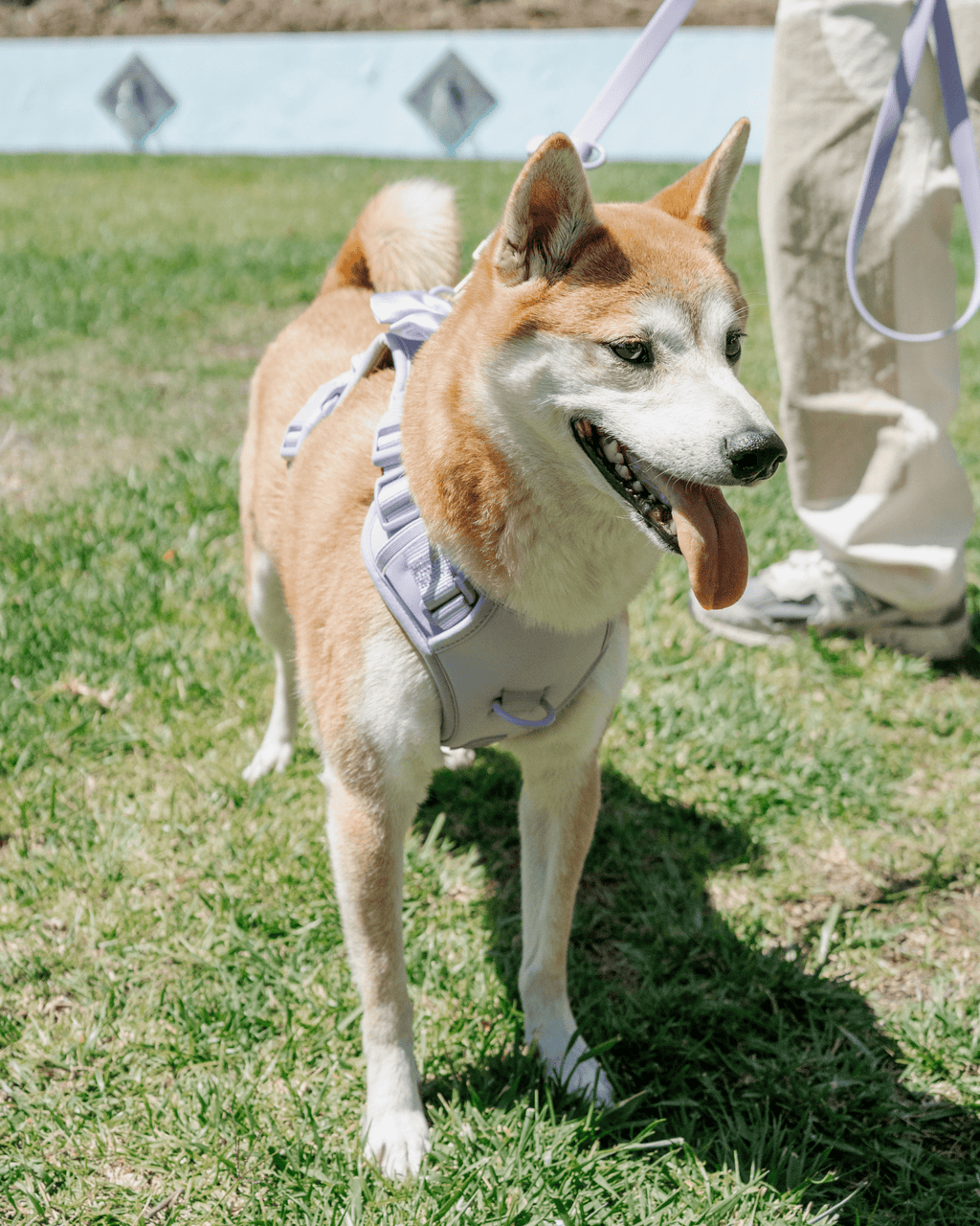 Wander! Multiway Leash - Lilac