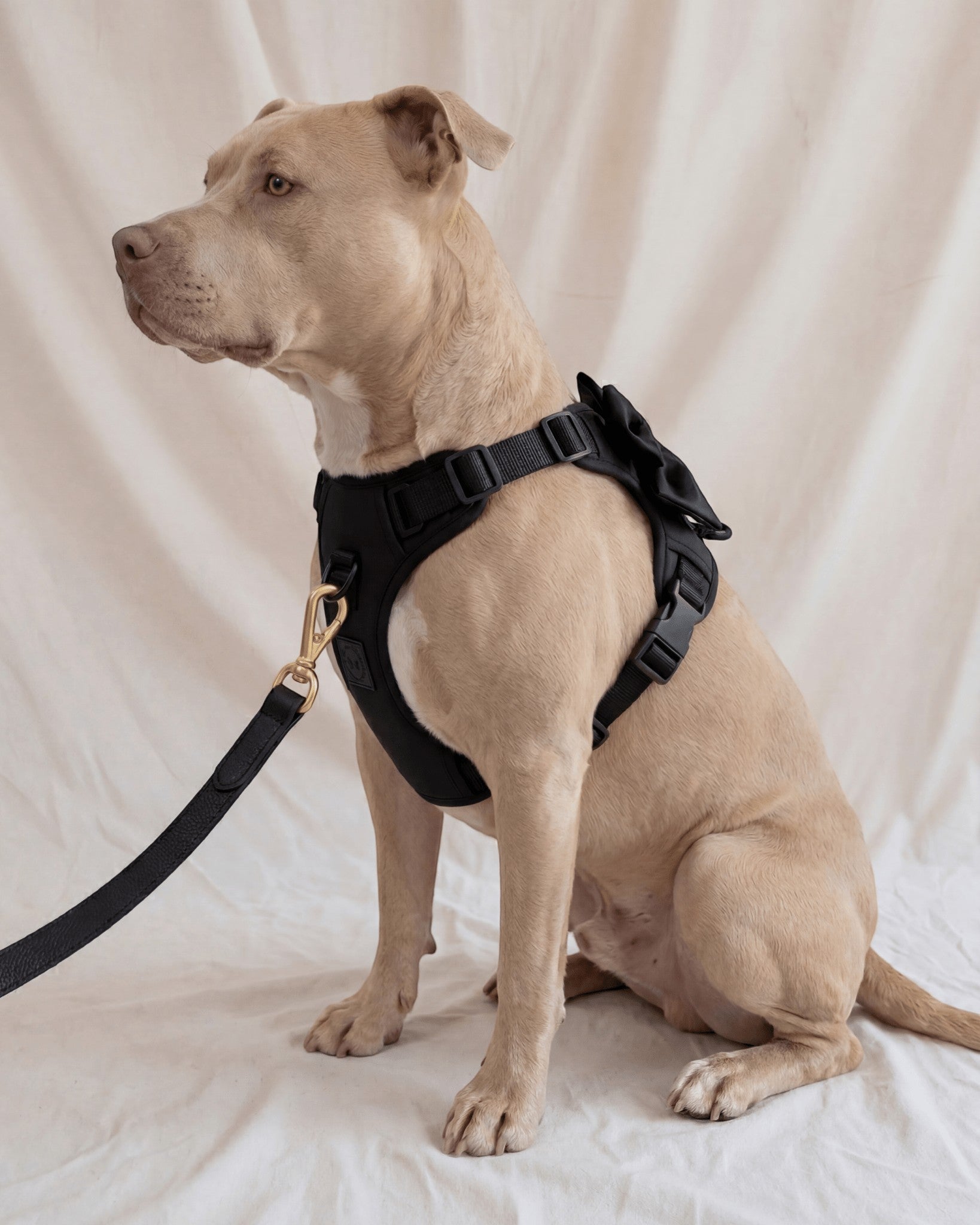 Wander! Multiway Leash - Midnight