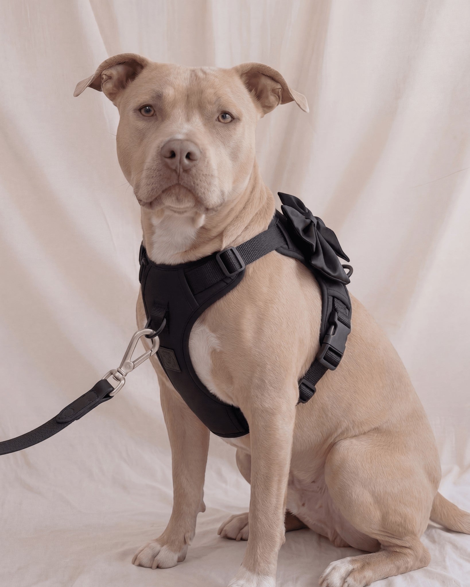Wander! Multiway Leash - Midnight