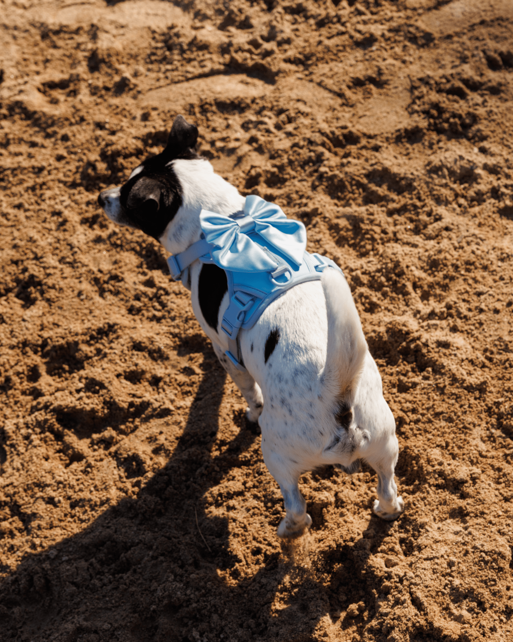 Wander! Bow Harness Sky