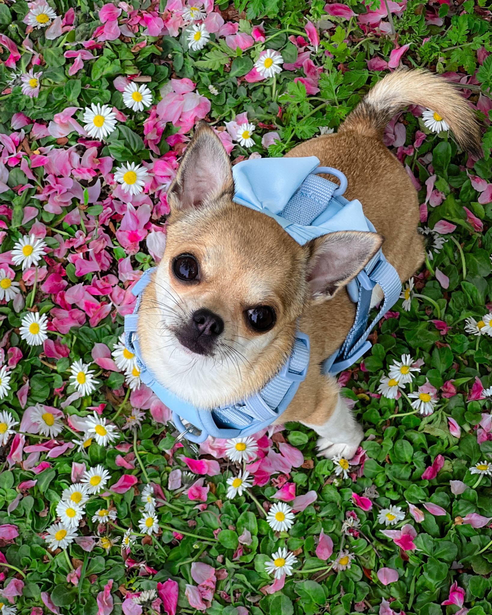 Wander! Bow Harness Sky