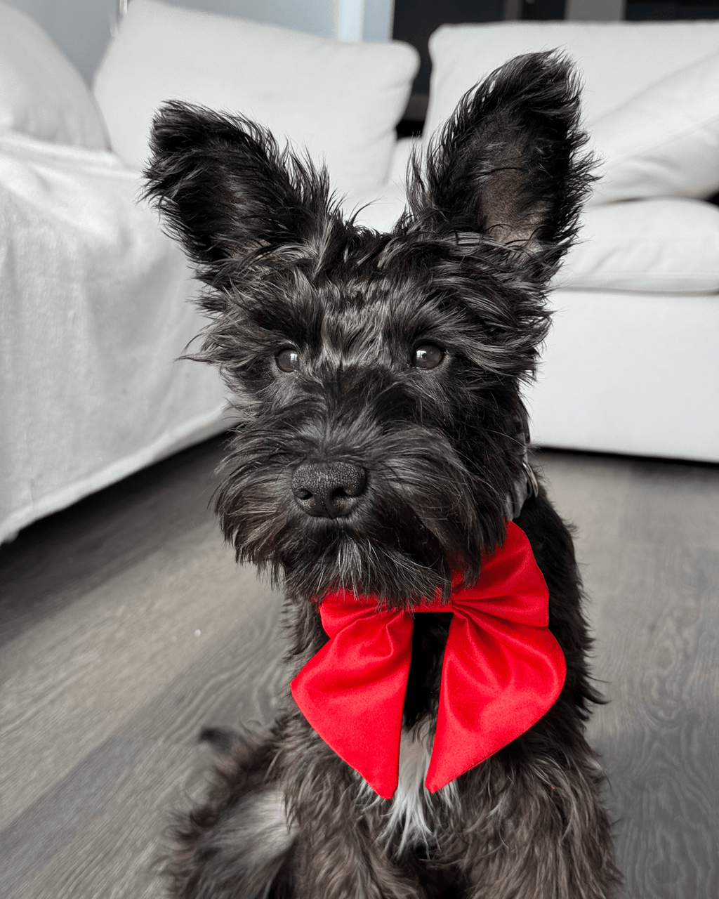 Satin Collar Bow - Cherry