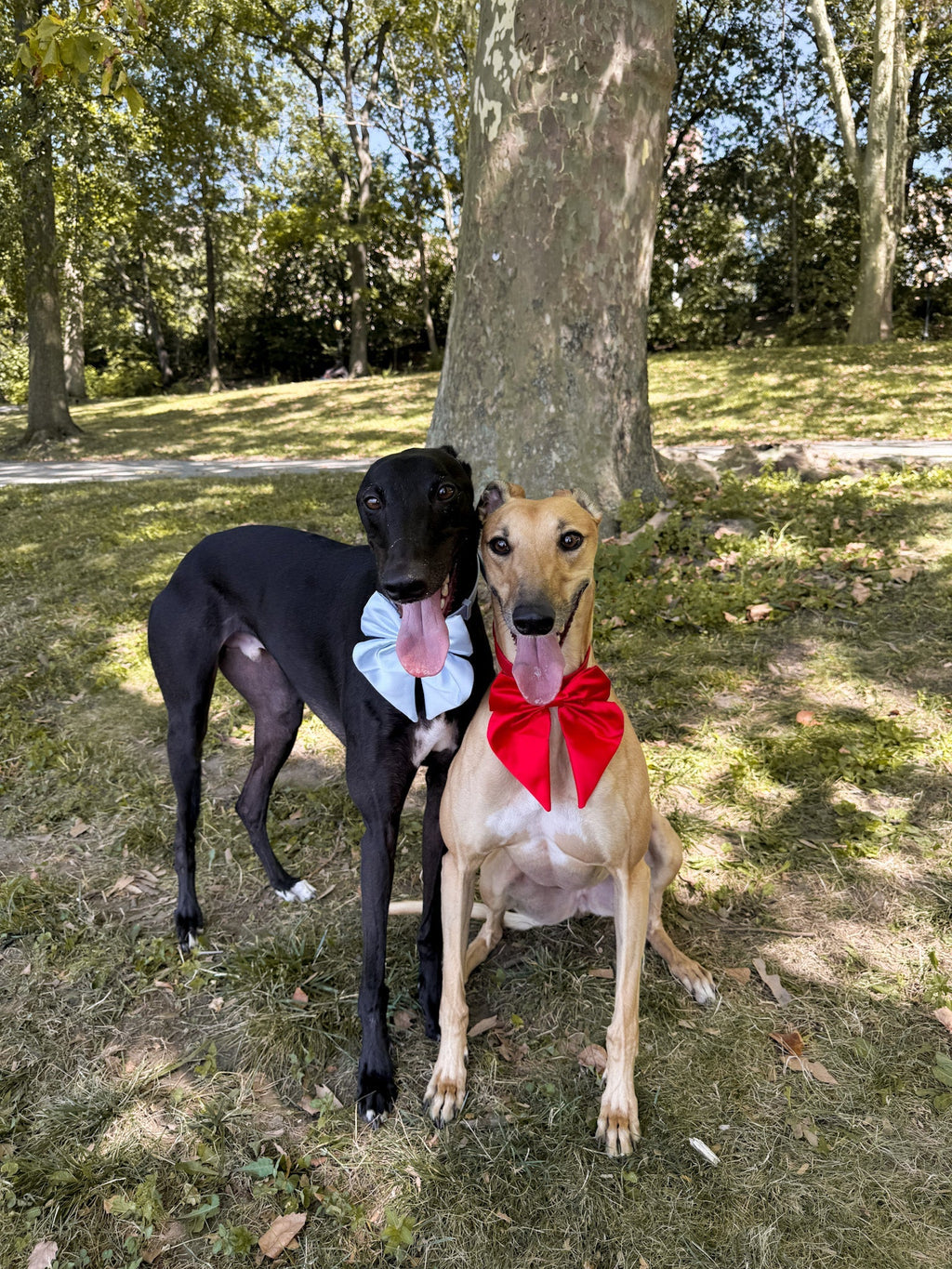 Satin Collar Bow - Sky