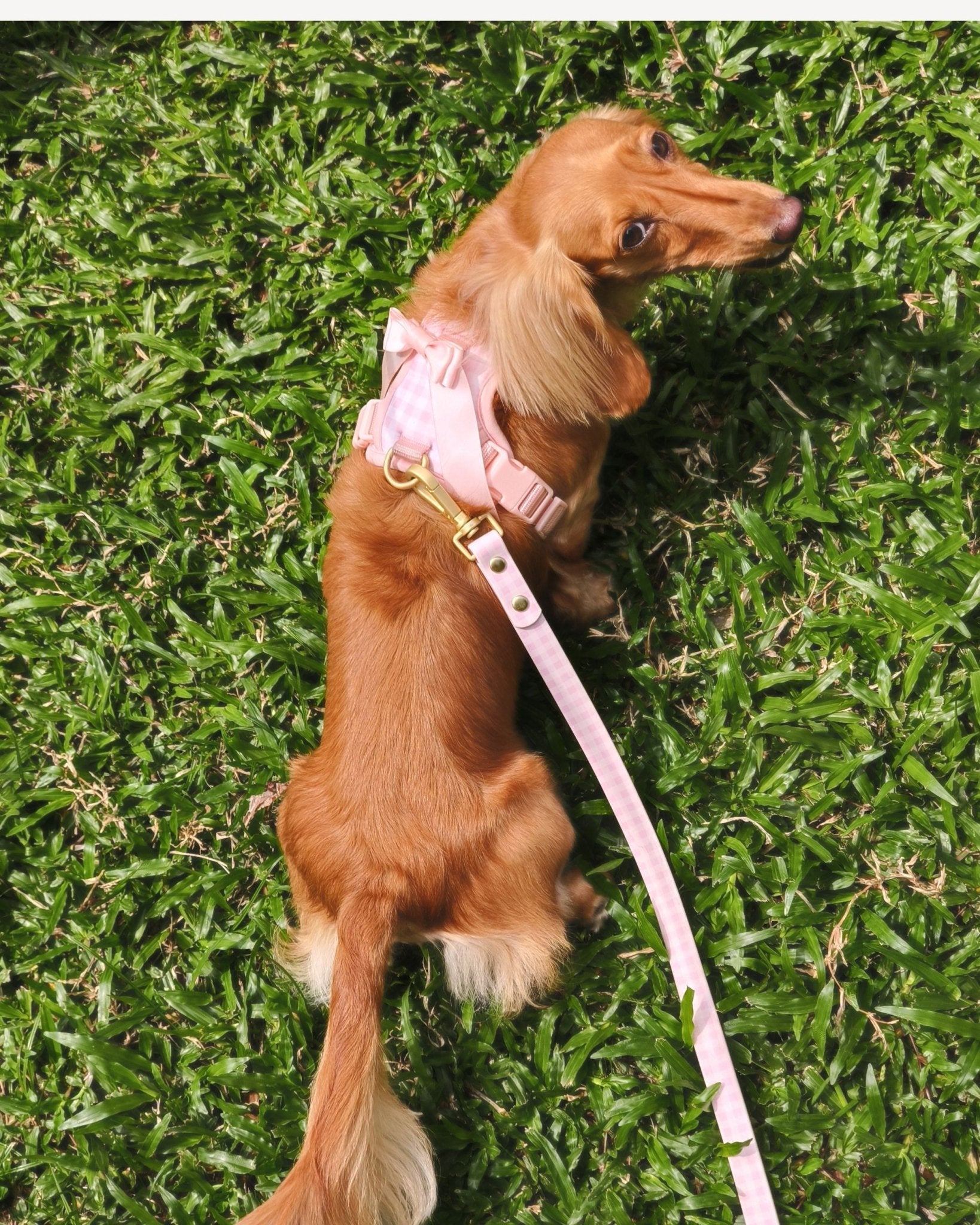 Wander! Multiway Leash - Blossom Gingham