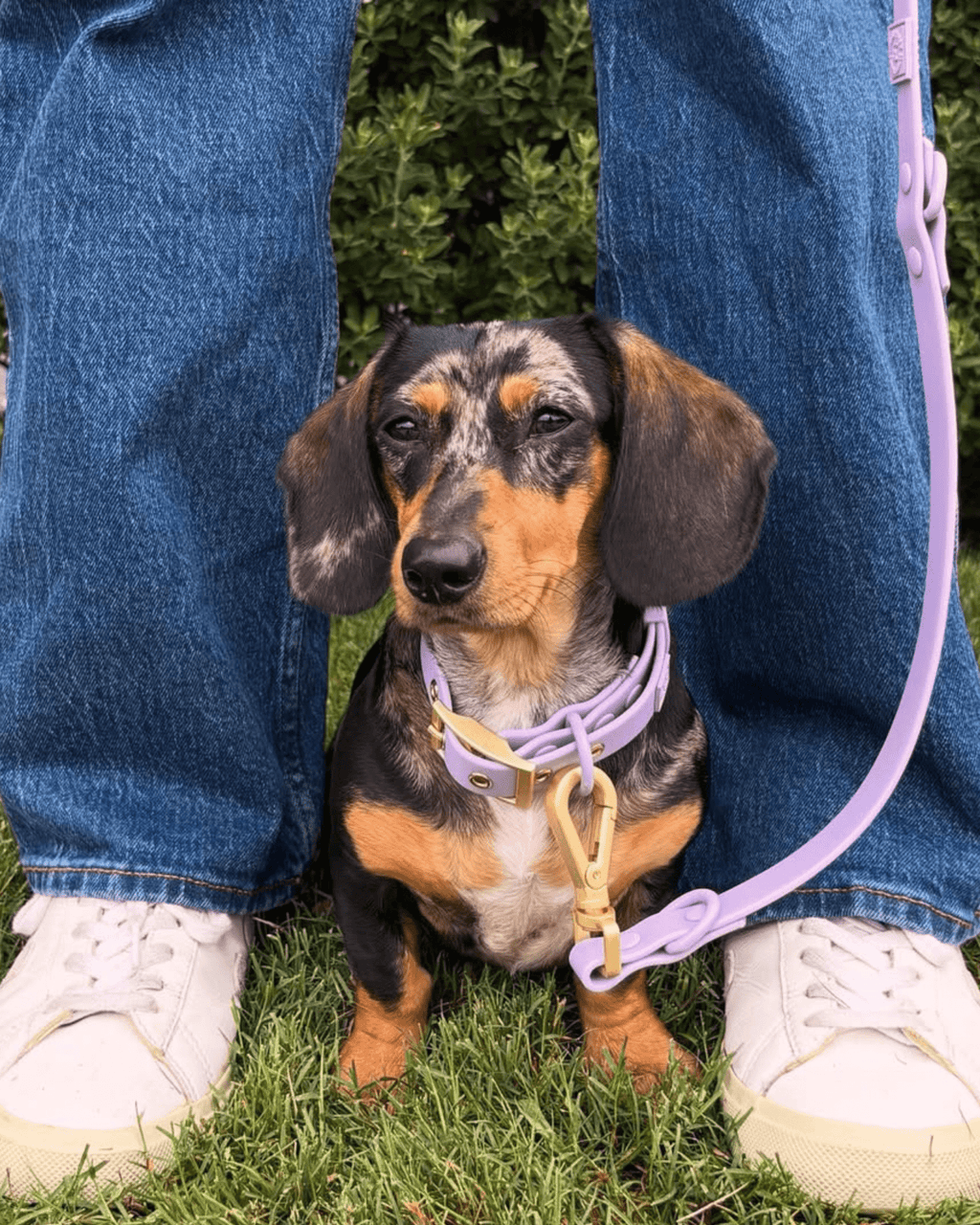 Wander! Waterproof Collar - Lilac