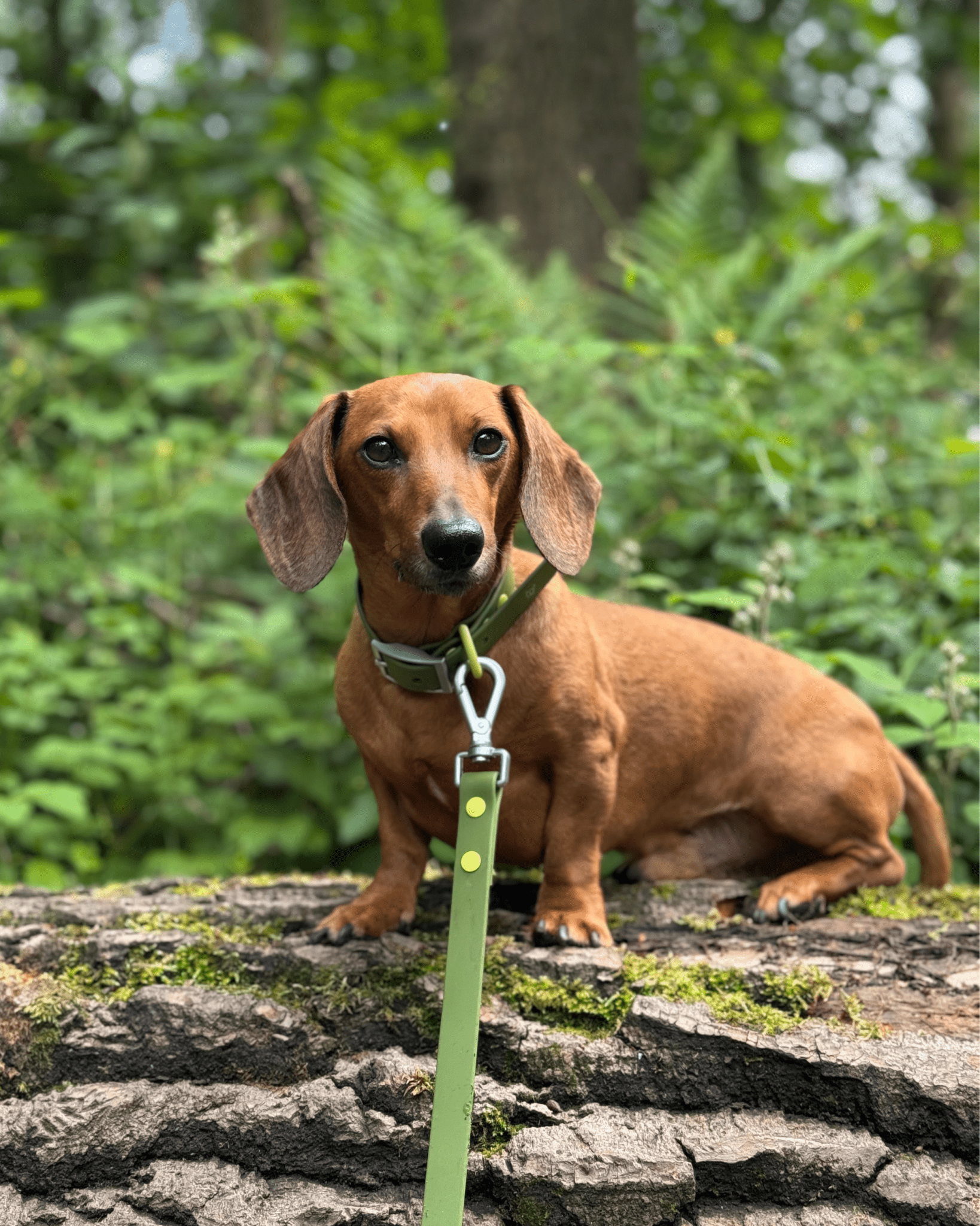 Wander! Multiway Leash -  Martini