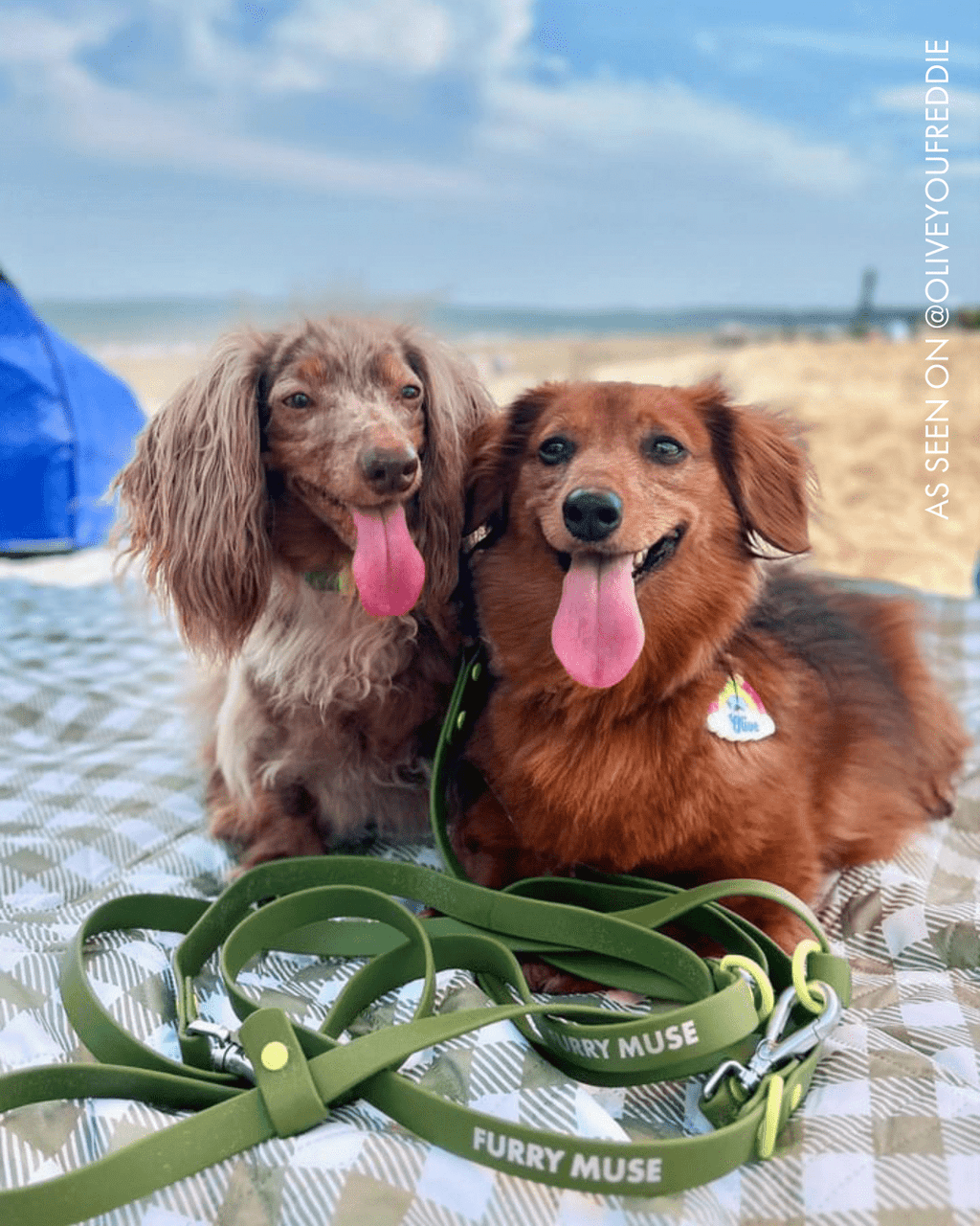 Wander! Multiway Leash -  Martini
