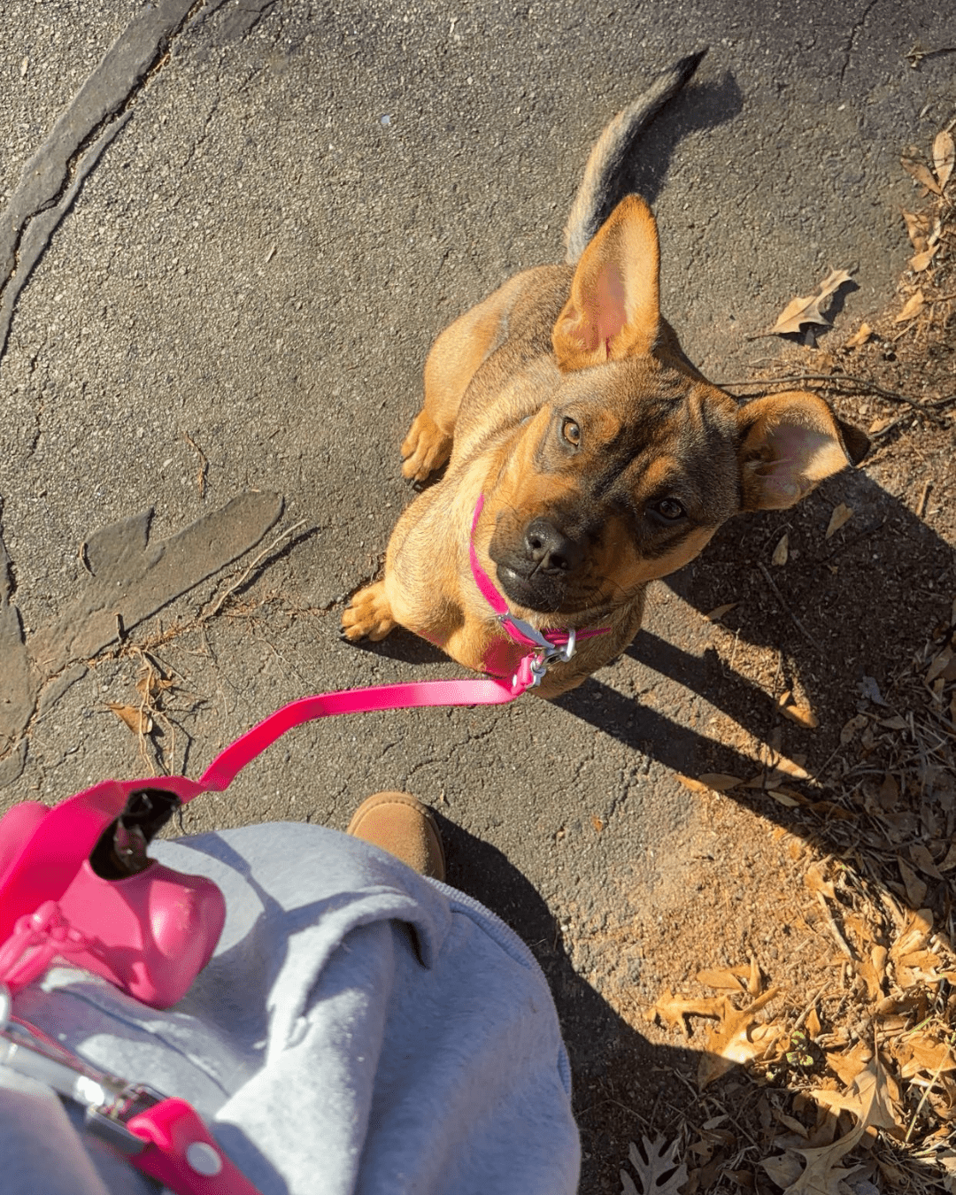 Wander! Multiway Leash - Bubblegum