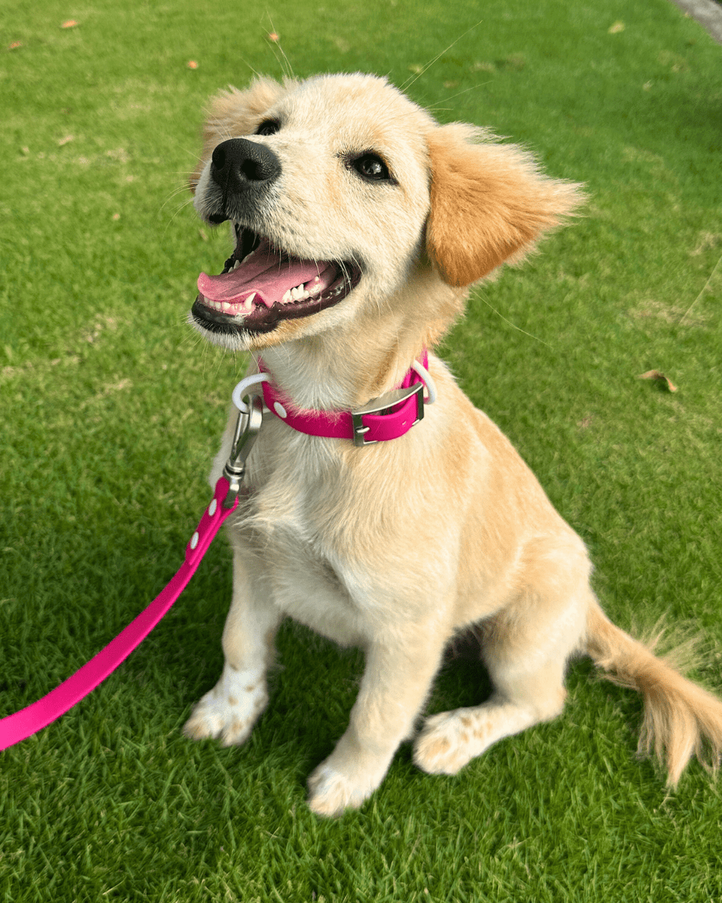 Wander! Multiway Leash - Bubblegum