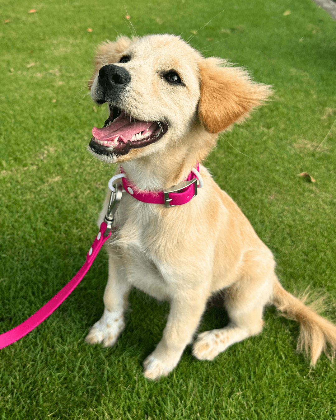 Wander! Multiway Leash - Bubblegum