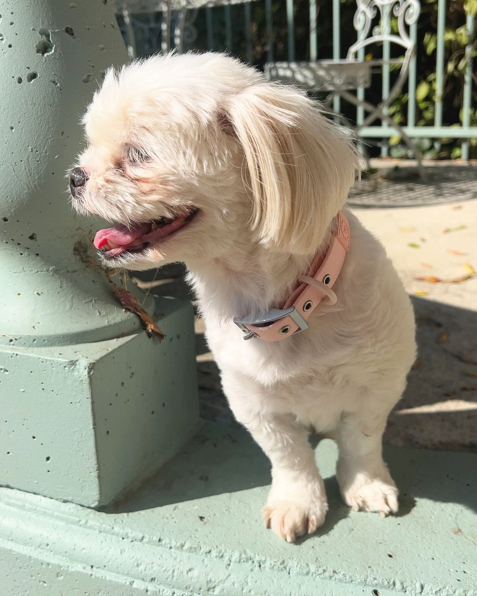 Wander! Waterproof Collar - Blossom