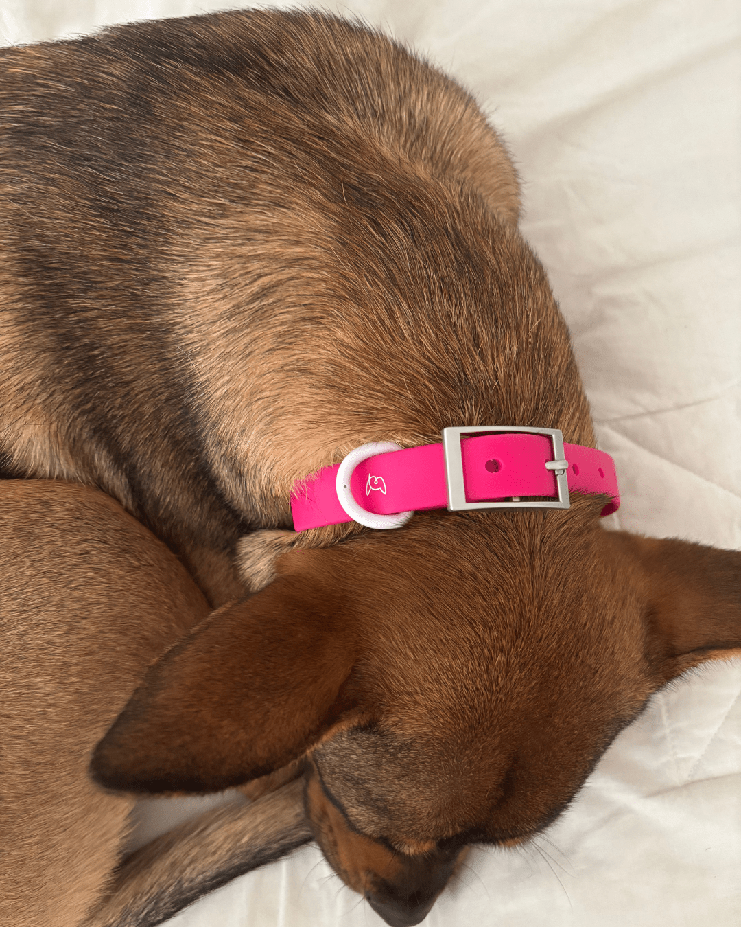 Wander! Waterproof Collar - Bubblegum