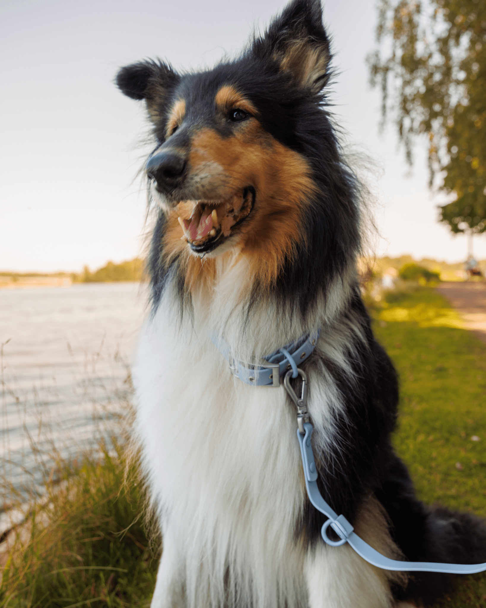 Wander! Waterproof Collar - Sky
